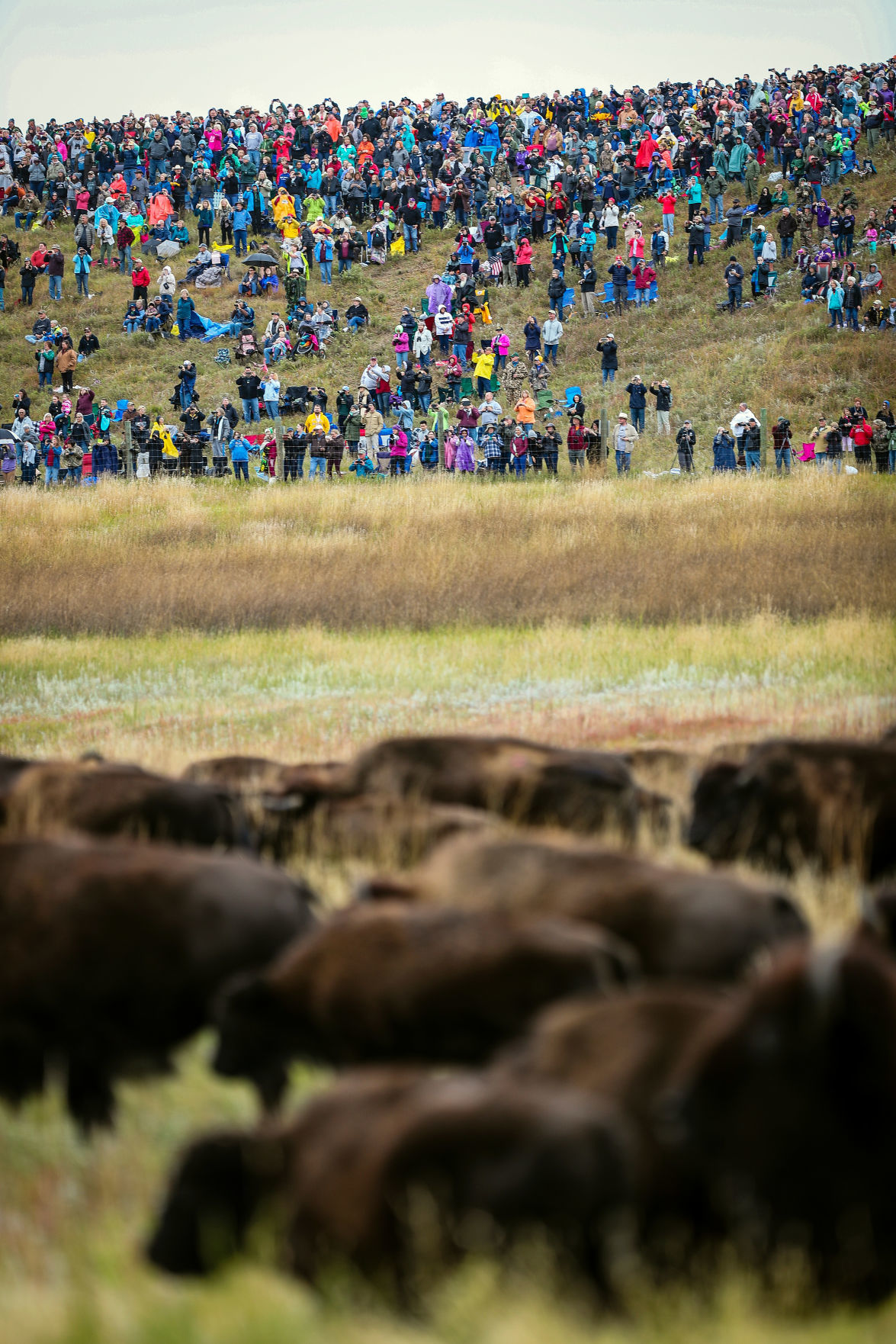 54th Annual Buffalo Roundup at Custer State Park